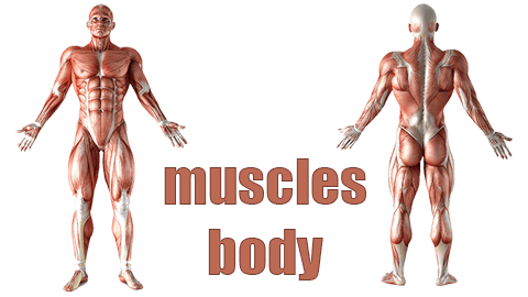 ساختار عضلات بدن | انواع عضلات | تاثیر ورزش روی عضله | پیوجیم